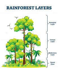 Rainforest Layers Vector Illustration Rainforest Vector Illustration Illustration