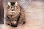 Top 12 Most Expensive Cat Breeds in the World: Ashera vs ...