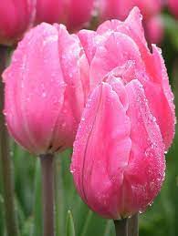 File Pink Tulips Closed Jpg Wikipedia The Free Encyclopedia Tulips Flowers Pretty Flowers Pink Tulips