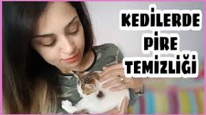 Kedim Shiro Ile Tanisin Pirelerden Nasil Kurtulduk