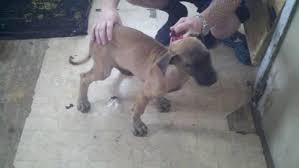 Maybe you would like to learn more about one of these? Big Beautiful Great Dane Puppy Aria For Sale In Jefferson Ohio Classified Americanlisted Com
