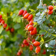 Dog Rose (Rosa canina)bare root plants from R J Trees and Hedging