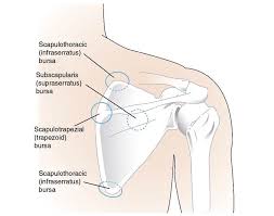 Image result for Scapulothoracic Injection