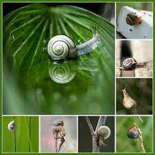 Snails Spirals In Nature Snail Bird Feeders