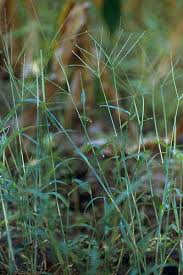 Image result for Digitaria acuminatissima