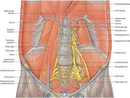 Learn even faster with muscle anatomy reference charts. Posterior Abdominal Wall And Retroperitoneum Clinical Gate
