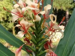 Image result for Hedychium