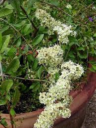 I Found This Reseda Odorata At My Favorite Nursery In Its Fragrant Plants Section Reseda Odorata Fragrant Plant Flowers