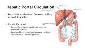 The blood vessel that carries blood from gut to the liver. Ch 16 3 Circulatory Routes Ppt Download