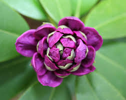 Send flowers, plants & gift baskets to pennsylvania! Our 6 Favorite Landscape Shrubs To Add Beauty And Fragrance To Your Central Pennsylvania Yard Pa Landscape Group