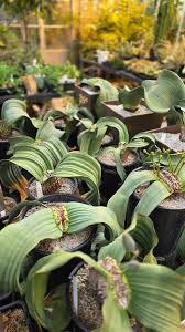 Image result for Strophanthus welwitschii