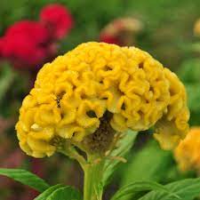 Yellow Cockscomb Celosia Flower Seeds Celosia Flower Flower Seeds Flowers