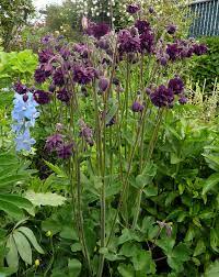 A beautiful selection with fully double, purplish black, spurless blossoms that resemble small dahlias. Aquilegia Vulgaris Black Barlow Buy Online At Annie S Annuals