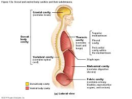 Medical and crime shows have made body cavities all too familiar, and anatomically speaking, these spaces are very important, providing housing and protection for vital organs. What Are The 5 Body Cavities