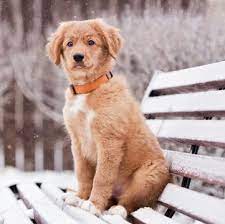 She has a mission.one she believes most dog breeders have forsaken. Nova Scotia Duck Tolling Retriever Puppies For Sale Adoptapet Com