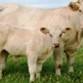 National Jr. Charolais Association Show event image