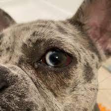 Rover.com has been visited by 10k+ users in the past month Wagging Tails Pet Resort 84 Photos 84 Reviews Pet Sitting 2066 E Southern Ave Tempe Az Phone Number