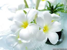 Download and use 100,000+ beautiful flowers stock photos for free. Lovely Flowers Wallpapers Wallpaper Cave