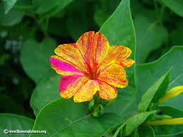 Pin On Flower Gardening