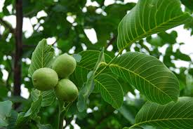 Image result for Juglans