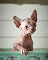 The sphynx appears to be a hairless cat, although it is not truly hairless, they have very, very short hair. Sphynx Kittens For Sale Near Me Petfinder