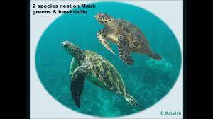The hawksbill sea turtle (eretmochelys imbricata) is a critically endangered sea turtle belonging to the family cheloniidae. Hawaiian Hawksbill And Green Sea Turtles Hihawksbills Org Hihawksbills Org