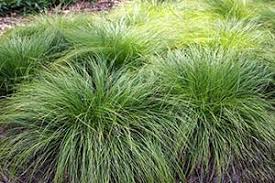 Image result for Ascolepis lineariglumis