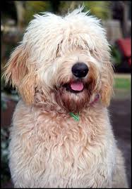 Shaggy Mango Goldendoodle Haircuts Shaggy Short Hair Goldendoodle