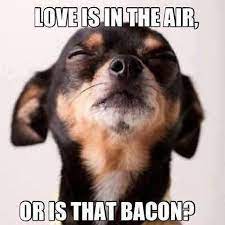 Happy Valentine S Day Cute Dog Memes Funny Animals Dog Love These funny valentine's day memes and cards will have you laughing whether you're booed up or forever single.