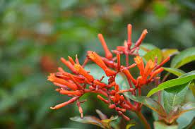 Plant database entry for dwarf mexican firebush (hamelia patens 'compacta') with 11 images and 44 data details. What Is A Firebush Learn About Hamelia Firebush Plant Care