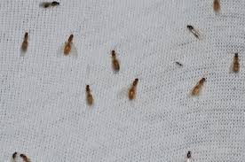 Here is how to identify and control carpet beetles. Thief Ants Control Get Rid Of Thief Ants Orkin Com