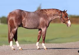 Image result for Light Buckskin 1989 Colt