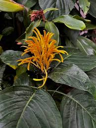 Image result for Justicia aurea