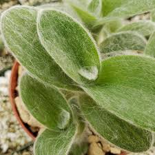 Image result for Cyanotis