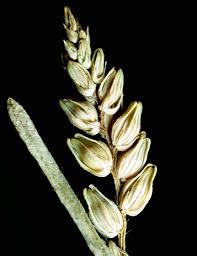 Image result for Psilotrichum