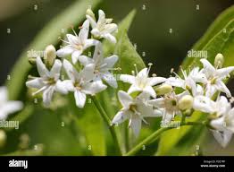 Image result for Ehretia obtusifolia