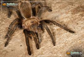 texas brown tarantula