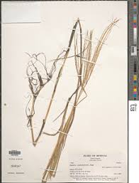 Image result for Digitaria gymnostachys