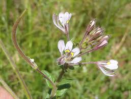 Image result for Cleome monophylla