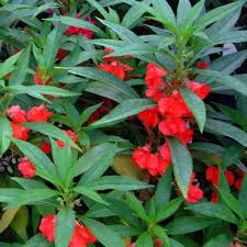Setelah mengetahui apa bunga yang cocok untuk pasanganmu, yuk temukan langsung bunganya di flower advisor. Jual Tanaman Hias Pacar Air Bunga Merah Berkualitas