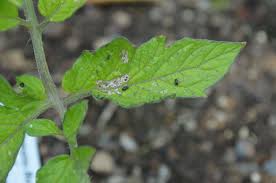 Image result for BLACKFLY ON TOMATO PLANTS