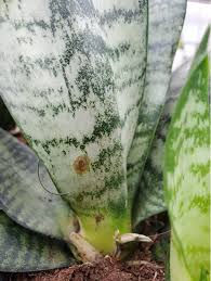 Image result for scale on plant