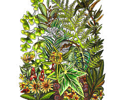 Botanical Art Class with Konstanze Rausch