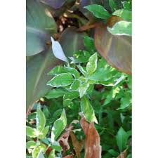 Image result for Vitex trifolia