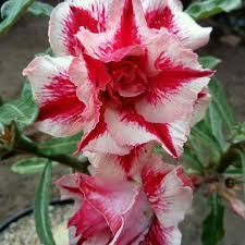 Tumbuh secara berkumpul di ujung ranting. Jual Tanaman Hias Adenium Bunga Merah Putih Kamboja Jepang Kab Bogor Adjie Landscape Tokopedia
