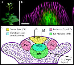 Cell wall a tough, often rigid structural barrier surrounding certain types of cells (such as in fungi, plants, and most prokaryotes) that is immediately external to the cell membrane. Cell Based Model Of The Generation And Maintenance Of The Shape And Structure Of The Multilayered Shoot Apical Meristem Of Arabidopsis Thaliana Springerlink