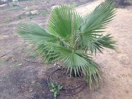 Image result for Washingtonia robusta