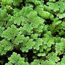 Image result for Azolla pinnata