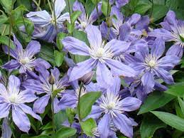 Arabella is an herbaceous clematis that is happy planted in any aspect, and will grow just as well in a pot as it would in the ground. Clematis Arabella At Digging Dog Nursery