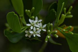 Image result for Faurea racemosa